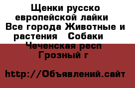 Щенки русско европейской лайки - Все города Животные и растения » Собаки   . Чеченская респ.,Грозный г.